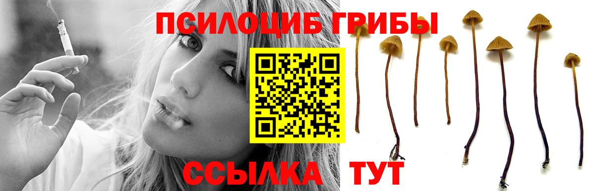 Галлюциногенные грибы Psilocybe Абинск